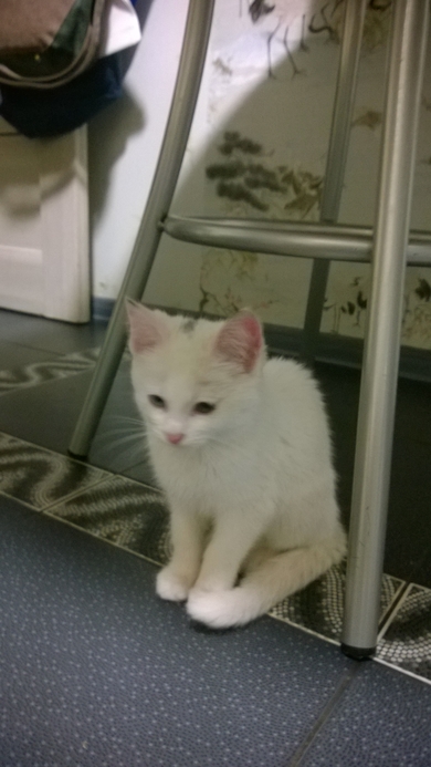 Котенок ищет хозяев, фото 3