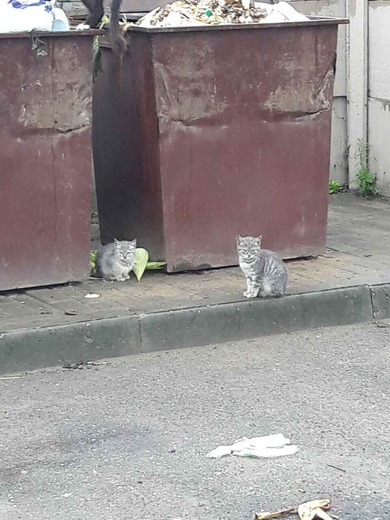 Котята нуждаются в ДОМЕ!!!, фото 2