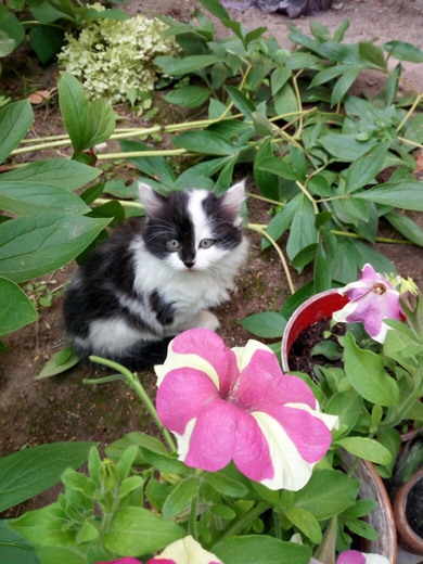 Отдам котят в ответственные руки.