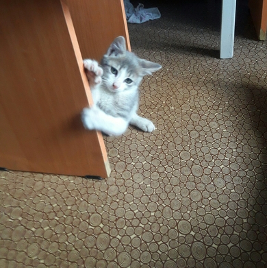 Красивый котёнок ищет дом!