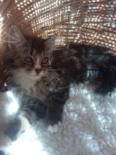 Чудо - котёнок в ответственные руки