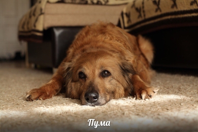 Ищут ДОМ или ПЕРЕДЕРЖКУ для необыкновенной собачули ПУМЫ!
