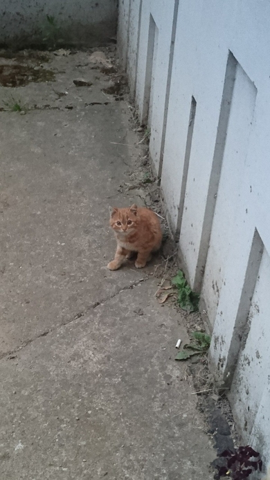 Маленький котёнок ищет дом со своей молодой мамой.