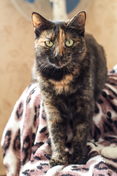Кошечка Ника