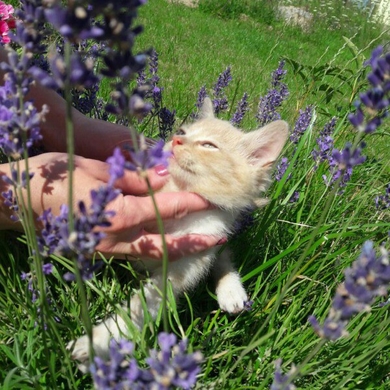 Отдам в ответственные ручки солнечного котёнка., фото 2