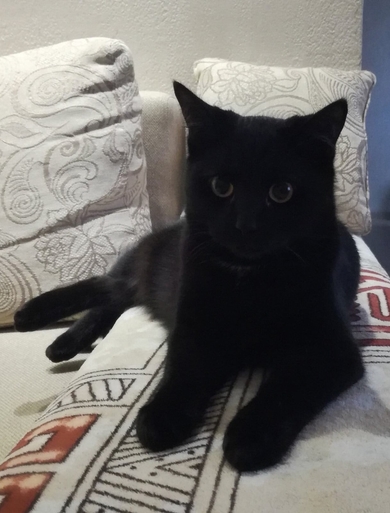 Пропал черный кот по Неманской,83