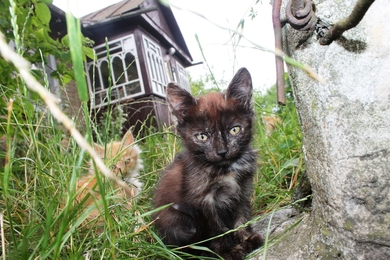 Котенок Жасмин в хорошие руки