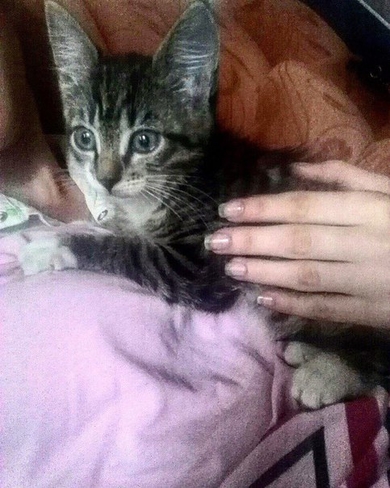 Котёнок в добрые руки!, фото 2