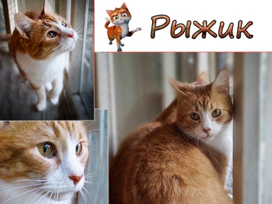 Шикарнейший Рыжик!, фото 3