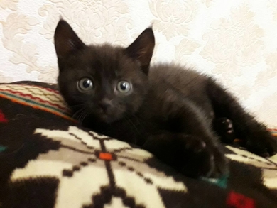 Кошечка 1,5 месяца в ответственные руки.