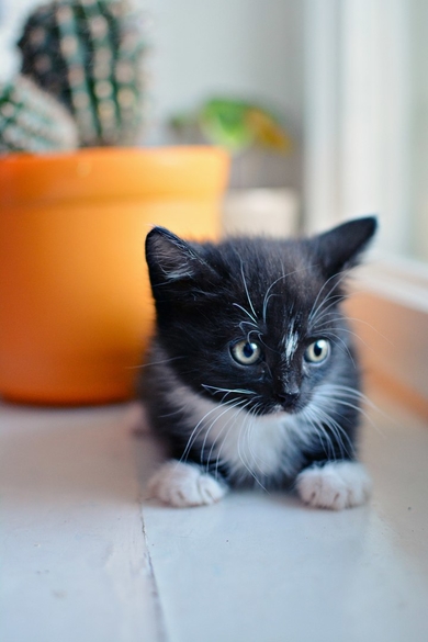 Котята ищут дом и ответственных хозяев., фото 3
