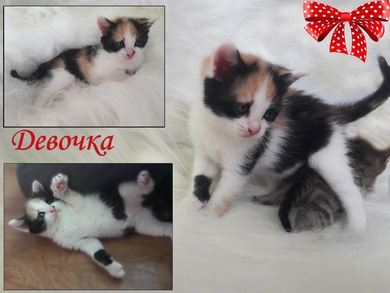 Прекрасные крохотульки ищут свой родной дом., фото 3