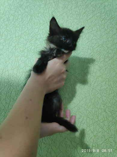 Котенок-трехцветка в дар, фото 3