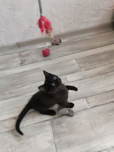 Котенок ищет дом!, фото 4