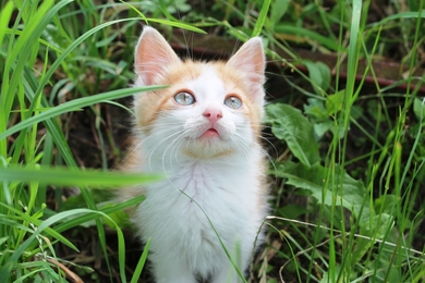 Котенок Маркус в хорошие руки