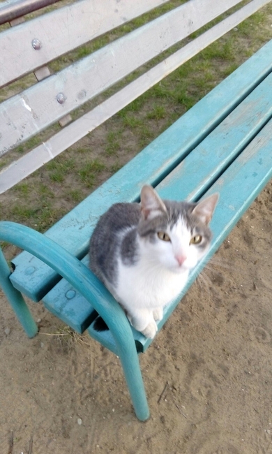 Молодая кошечка ищет дом!, фото 2