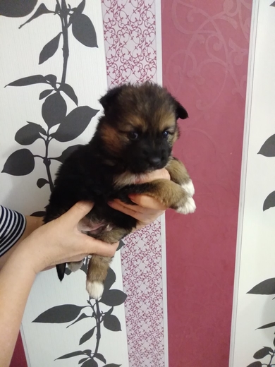 Очень красивый щенок в дар