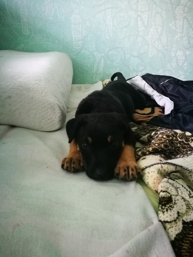 Щенок мальчик в дар