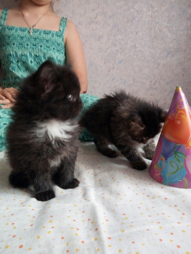 Четыре очаровательных котёнка в добрые руки., фото 4