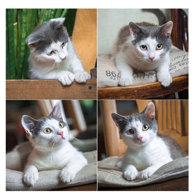 Маленький котёнок ищет маму.