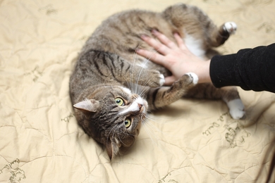 Отдаётся в добрые руки пожилой , но активный кот Алмий!, фото 2