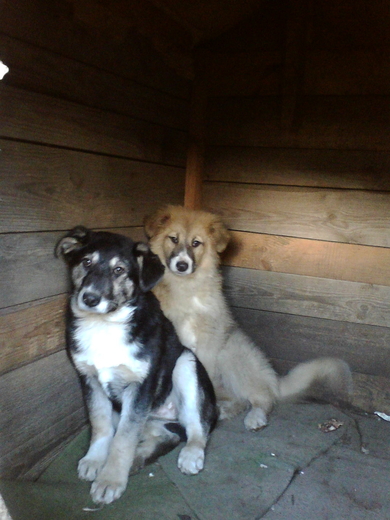 Щенкам нужны хозяева.