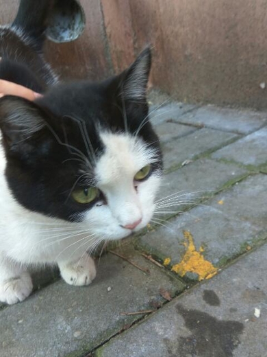 Молоденькая кошечка в дар