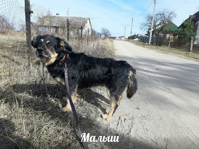 Малыш СРОЧНО ищет ДОМ или ПЕРЕДЕРЖКУ, фото 4