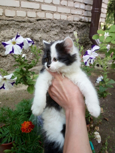 Отдам котёнка ответственным людям., фото 3