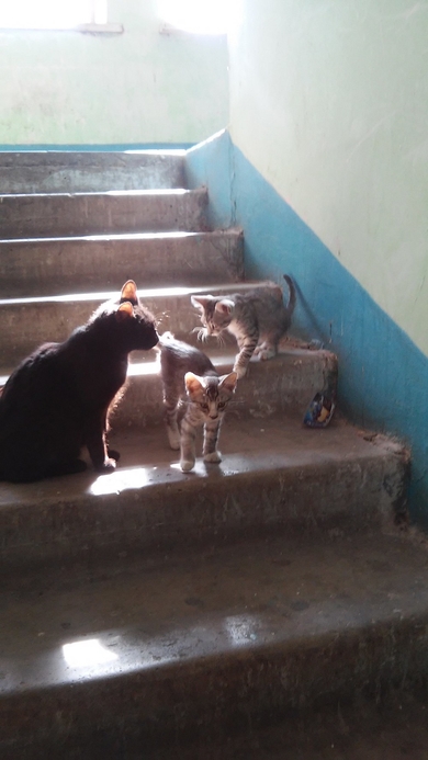 Котёнок в добрые руки!, фото 2