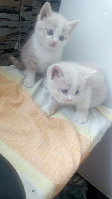 Красивый котёнок ищет дом!!!, фото 3