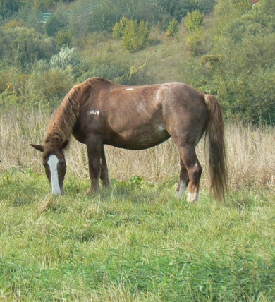 Лошадь Виктория, фото 4