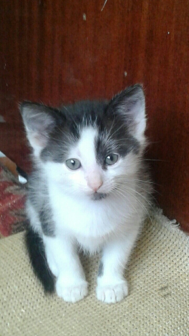 Отдам в ответственные руки котят., фото 2