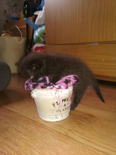 Маленький котенок ищет дом. 