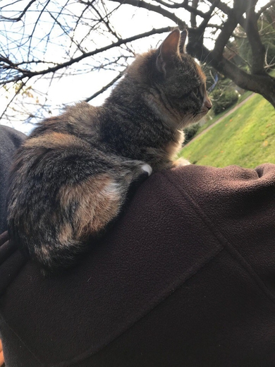 Котята в добрые руки!, фото 4