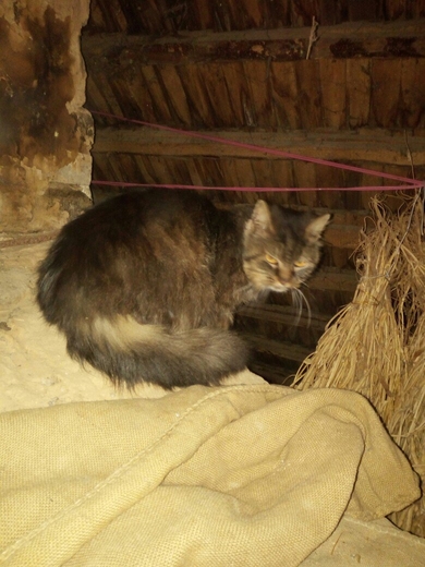 Умному коту очень нужен ДОМ!
